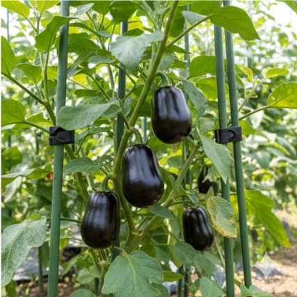 太い支柱と大型の園芸用クリップで重い実を支えているナスの栽培風景