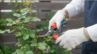 バラの冬の剪定作業を丁寧に行う日本人ガーデナーの手元