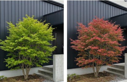 外構に合うもみじの種類と品種