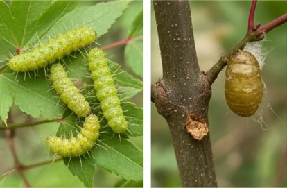 気になる虫と病気の予防法