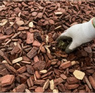 湿気の多いウッドチップに発生したキノコを園芸用手袋で除去している様子