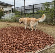 足に優しいバークチップのドッグランで遊ぶゴールデンレトリバーと見守る飼い主