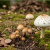 庭にきのこが発生する主な原因と種類