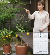 トゲなしレモンやシンボルツリーの魅力