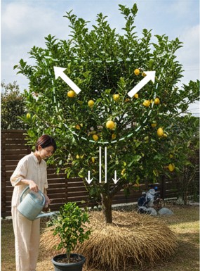 庭のレモンの木を失敗なく管理する技術