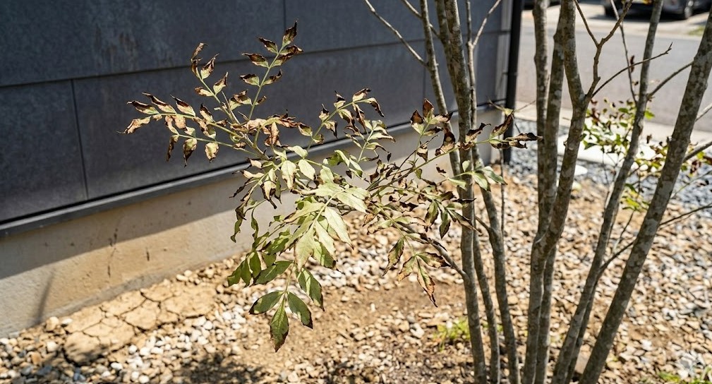 西日による葉焼けを防ぐ配置のポイント