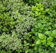 グランドカバー植物の活用法