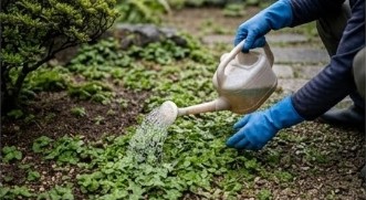 おすすめのゼニゴケ専用駆除剤と安全性