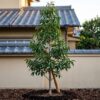 外構の虫対策｜虫が来にくい庭木と植栽で注意するポイント